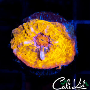 ULTRA CHALICE FRAG