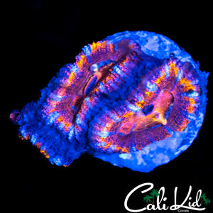 RAINBOW ACAN TRIPLE