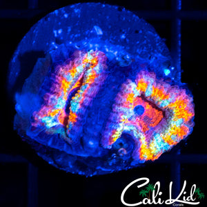 RAINBOW ACAN DOUBLE