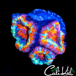 ULTIMATE RAINBOW ACAN TRIPLE