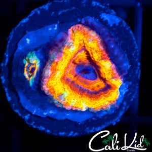 INSANE RAINBOW ACAN DOUBLE