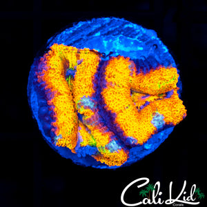 INSANE RAINBOW ACAN DOUBLE