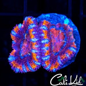 WHITE STRIPE RAINBOW ACAN DOUBLE