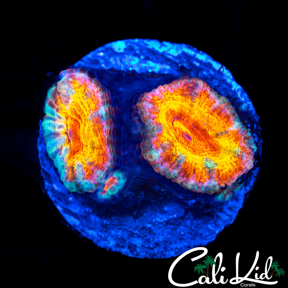 ULTRA RAINBOW ACAN DOUBLE
