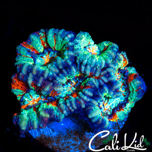 RAINBOW WILSONI