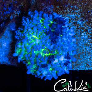 FUZZY TRI COLOR MUSHROOM