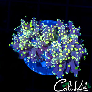 ULTRA BRANCHING FROGSPAWN