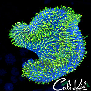 LRG TOADSTOOL FRAG