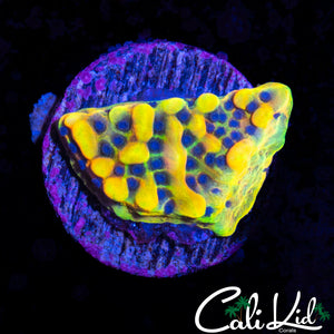 CK PEYOTE DREAMS MONTI