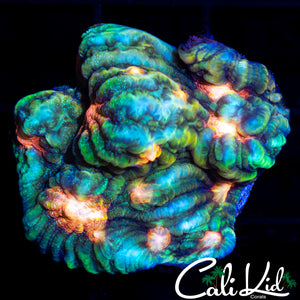 PINK SPECKLED ULTRA CHALICE