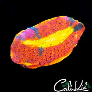 LARGE EYE SC DYNAMITE CHALICE