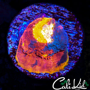 CB RAINBOW CRUSH CHALICE
