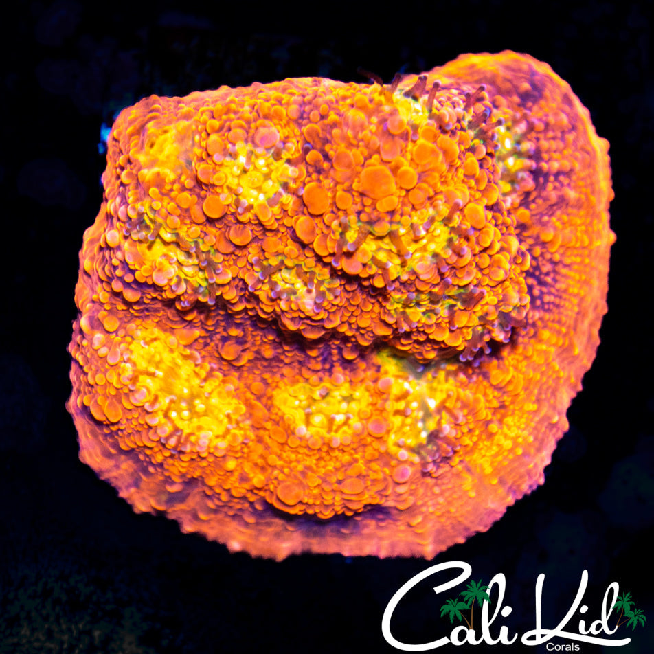 PINK BOOBIES CHALICE CHUNK