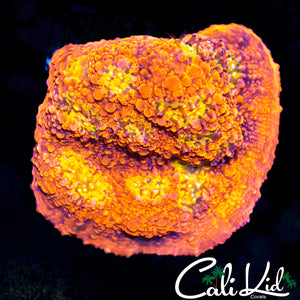 PINK BOOBIES CHALICE CHUNK