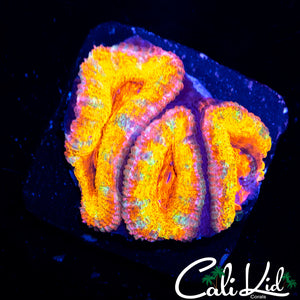 RAINBOW ACAN MORPH TRIPLE