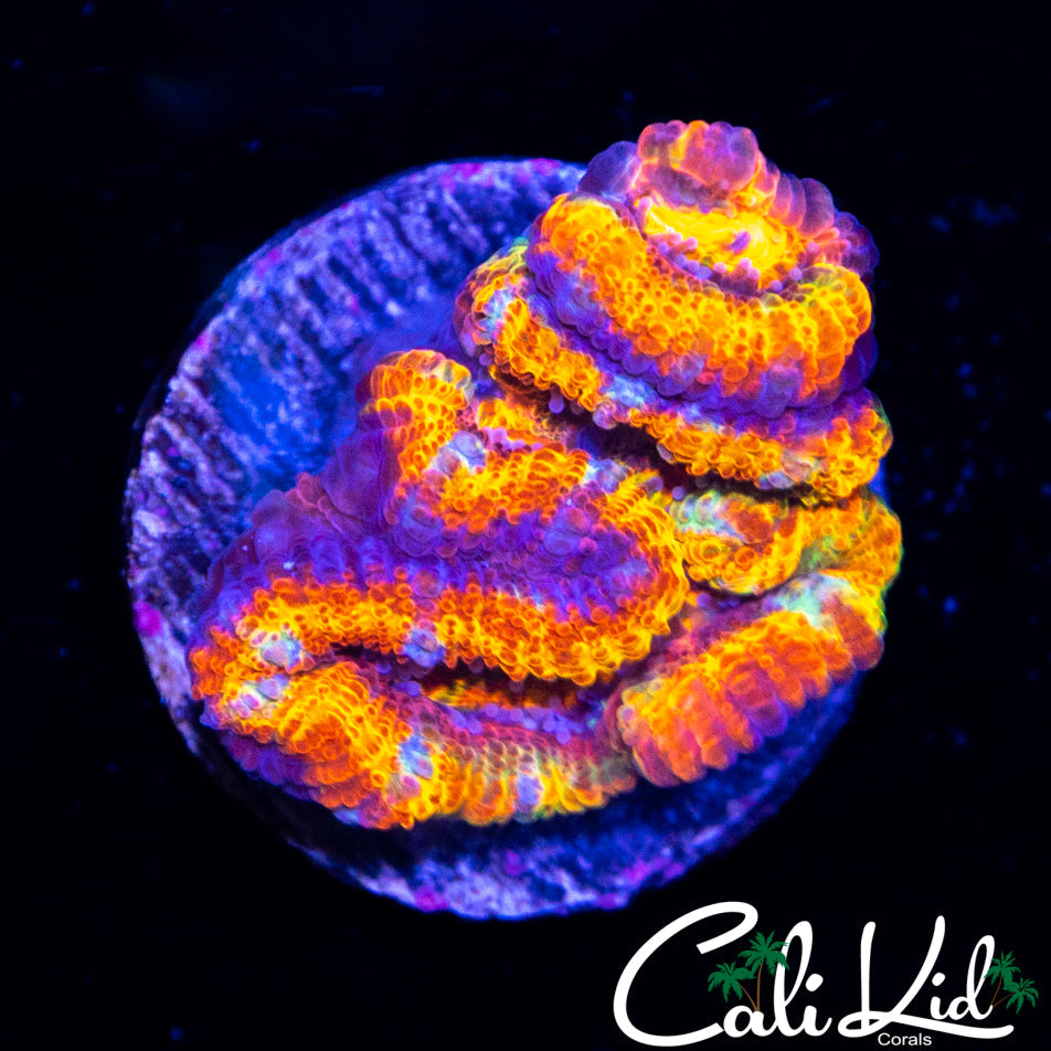 ULTRA RAINBOW ACAN DOUBLE