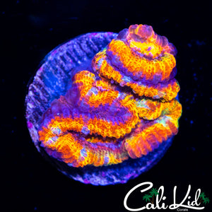 ULTRA RAINBOW ACAN DOUBLE