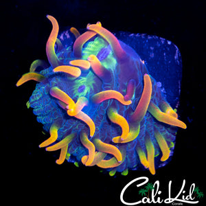 RARE RAINBOW DIASERIS FRAG