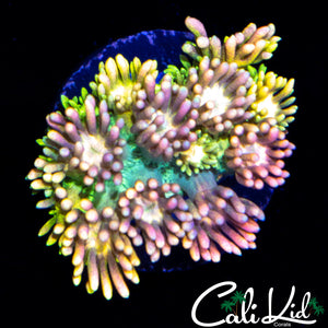 MALAYSIAN RAINBOW GONI