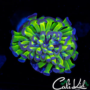 OG PURPLE / GREEN BRANCHING HAMMER