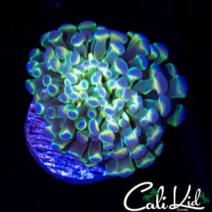 HOLOGRAM TYPE HAMMER