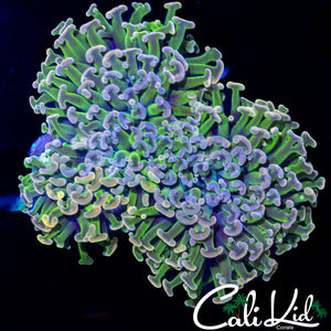 BEAUTIFUL RAINBOW WALL HAMMER
