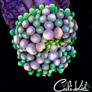 CK GRAPE ST BOUNCE RIC