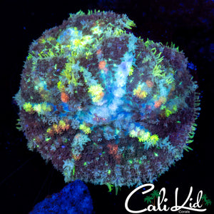 REEF RAFT RAINBOW BOUNCE SHROOM