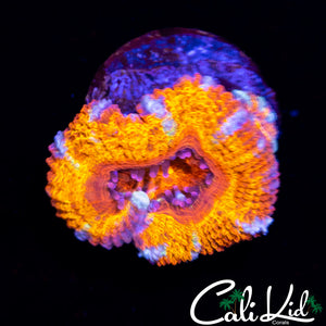 WHITE STRIPE ACAN DOUBLE
