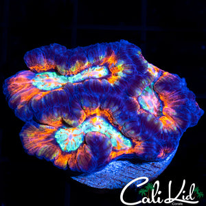 ULTRA WILSONI FRAG