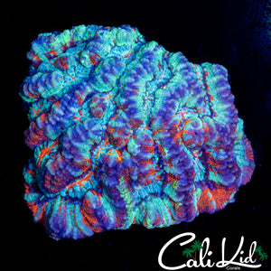 ULTRA WILSONI CHUNK
