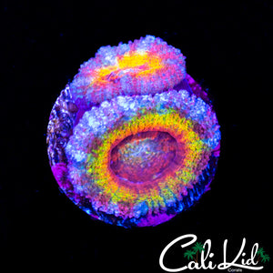 BSA ELECTRA ACAN DOUBLE