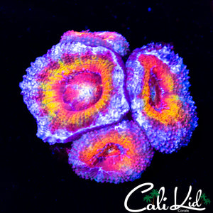 BSA ELECTRA ACAN QUAD