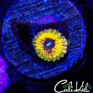 CK DIABOLICAL ZOA