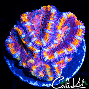 RAINBOW ACAN MINI COLONY