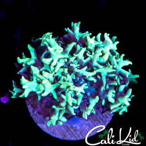 CK SAMURAI BOUNCE SHROOM