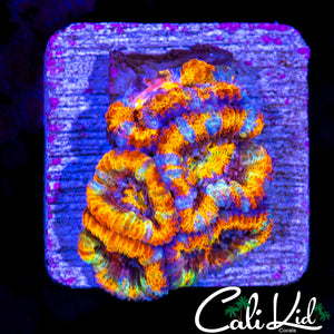 ULTIMATE RAINBOW ACAN MINI COLONY