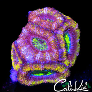 ULTRA RAINBOW ACAN MINI COLONY