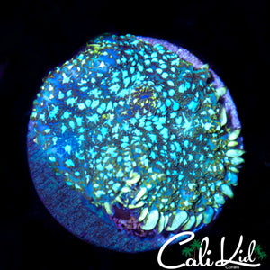 WHITE SPOT DISCO SHROOM