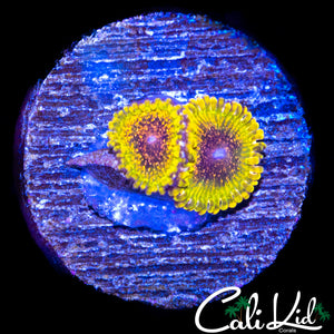 NORTHERN LIGHTS ZOA DOUBLE