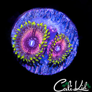 WWC BLACK ORCHID TRIPLE