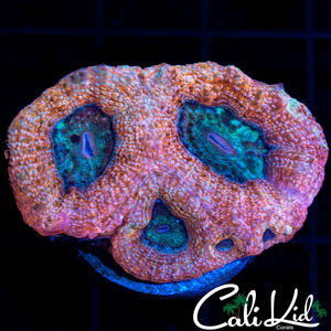 PEACH BOWER MINI COLONY