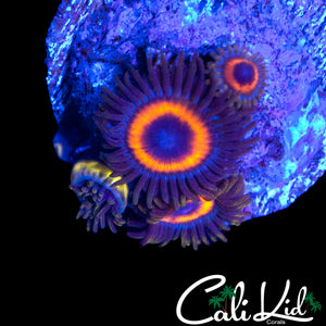 ASSORTED ZOAS