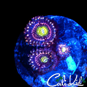 TAZER ZOA TRIPLE