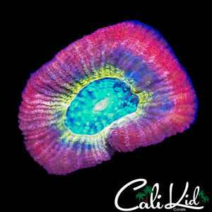 RARE RAINBOW FAVIA