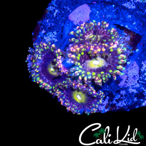 CK ANTI MATTER ZOA QUAD