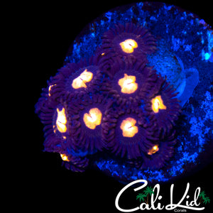 CK UNRELEASED ZOA MINI COLONY