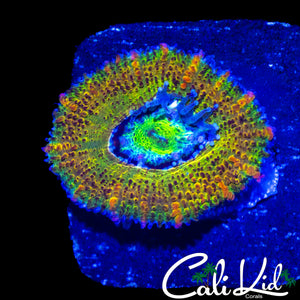 CK THE KUSH ACAN