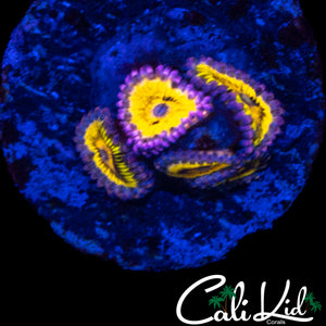 CHIQUITA ZOA MINI COLONY