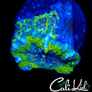 RARE ASIAN ACAN W/ BABIES